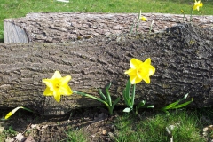 Narzissen2019-10