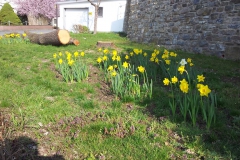 Narzissen2019-11