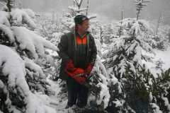 Tannenbaum3