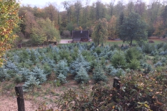 Tannenbaum7