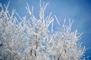 NG-Winterwonderland-2021-10