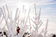 NG-Winterwonderland-2021-12