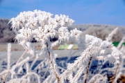 NG-Winterwonderland-2021-16