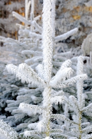 NG-Winterwonderland-2021-22