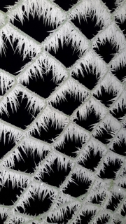 NG-Winterwonderland-2021-3