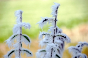 NG-Winterwonderland-2021-8